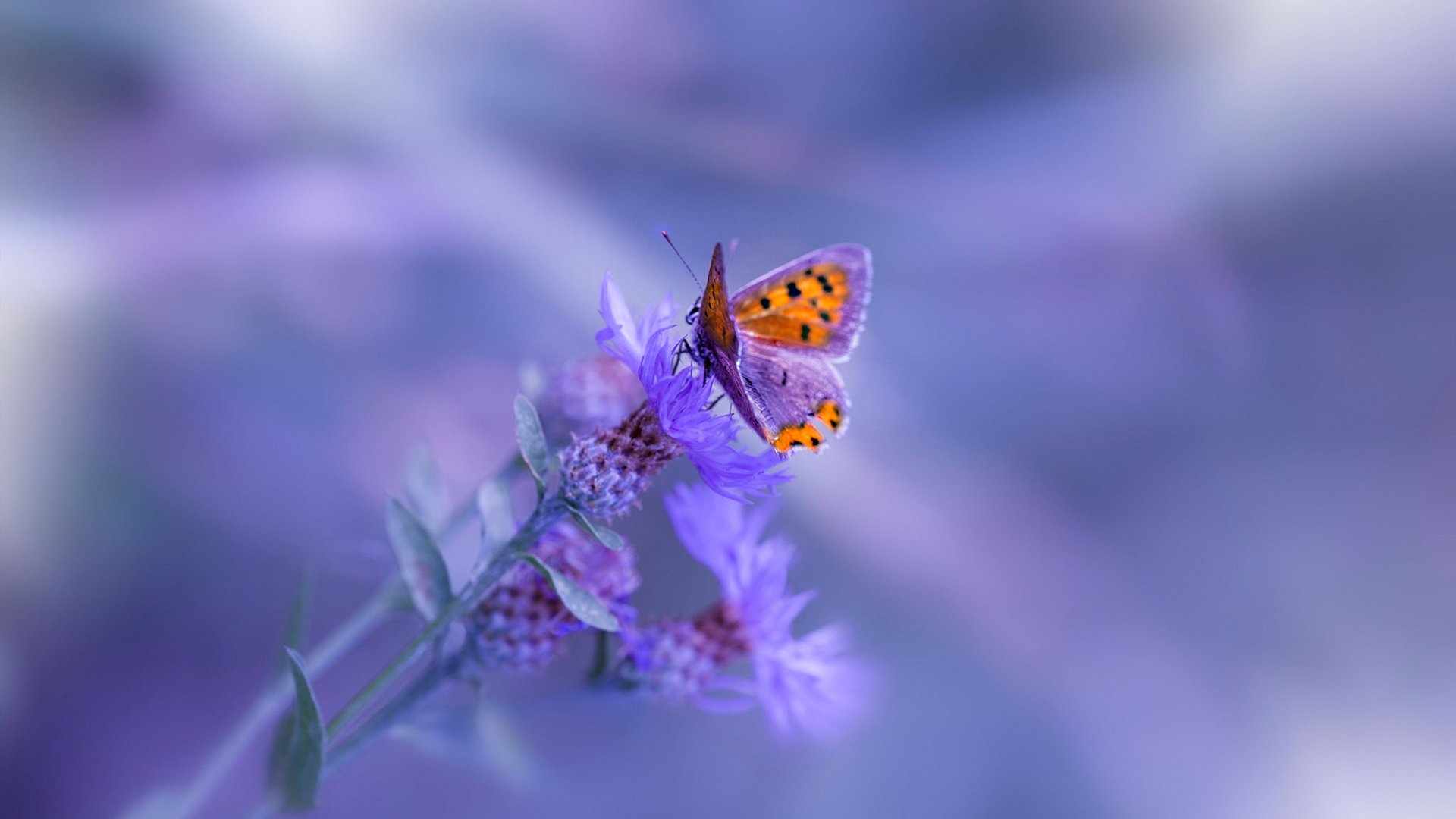 开云体育在线赛事直播-篮球暑期训练营设立专项技战术课程，专业篮球队训练内容